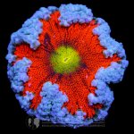 frozen-flower-anemone.jpg