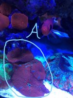 IMG_3696_LI.jpg