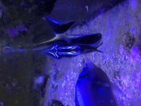 CF82687D-B79D-42F0-8684-3E603E80E524.jpg