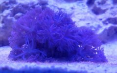 red sea pulsing xenia and neon green star polyp for sale cheap.jpg