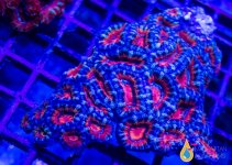 redacancolony.jpg