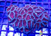 acan colony redwhite.jpg