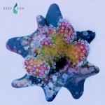 Reefgenghostorchard .jpg