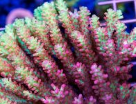 Strawberry-Shortcake-Unique-Corals-500x383.jpg