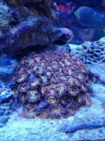 Zoas_Blue.jpg