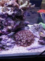 Zoas_White.jpg