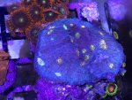 IMG_0669.jpg