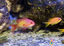 anthias1122.jpg