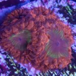 IMG_20171115_182857.jpg