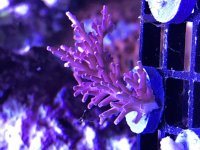 Large Red Dragon Frag 1.jpg