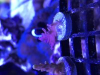Red Dragon Frag 2.jpg