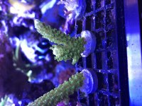 Green Slimer Frag 1.jpg