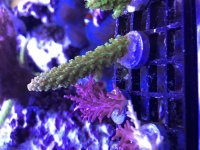 Green Slimer Frag 2.jpg