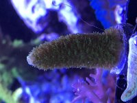 Fuzzy Green Stag Frag.jpg