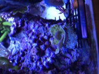 Green-Purple Monti Cap Large.jpg