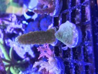 Green-Purple Monti Cap Small.jpg