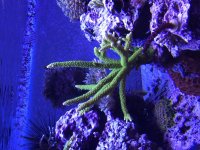 Green Slimer Mother Colony.jpg