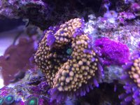 IMG_5247.jpg