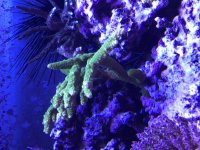 Fuzzy Green Stag Mother Colony.jpg
