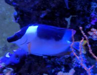 IMG_20180804_143659.jpg