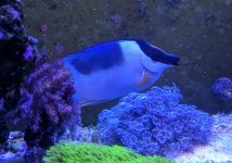 IMG_20180804_143720.jpg