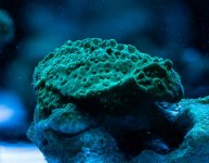 Montipora.jpg