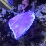 60A68C69-F276-4DF8-AB29-0B133B23F8B7.jpg