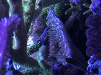 Blue Tip Efflo Mother Colony.jpg