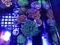 IMG_2916.jpg