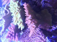 Gemmifera Mother Colony.jpg