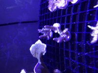 Multicolor Subulata Frags.jpg