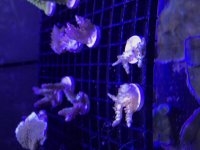 Blue Tip Efflo Frags.jpg