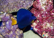 purple tang 1.jpg