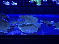 Blue Tip Monti Cap Frags.jpg