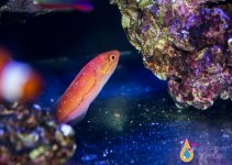 RED WRASSE1.jpg