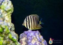 SAILFIN TANG 1.jpg