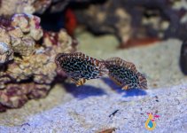 LEOPARD WRASSE1.jpg