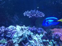 Acro colony.jpg