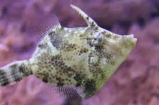 ImageUploadedByReefs2017-11-23 08:05:44 EST.jpg