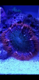 Screenshot_20180917-100538_Gallery.jpg
