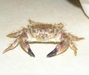 db_37_gorillacrab-patsan.jpg