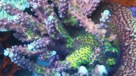 IMG_20190719_033341_988.jpg