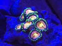 IMG_0251.JPEG