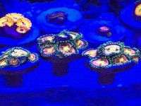 IMG_0250.JPEG