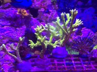 bioreef frags.jpg