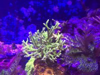 bioreef colony.jpg
