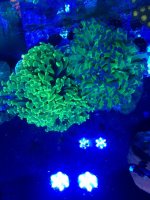 hammer frogspawn.jpg