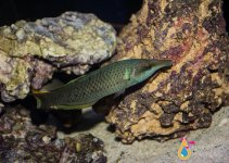 green wrasse.jpg