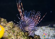 lionfish1.jpg