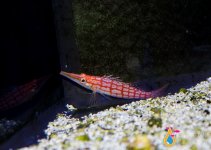 hawkfish.jpg